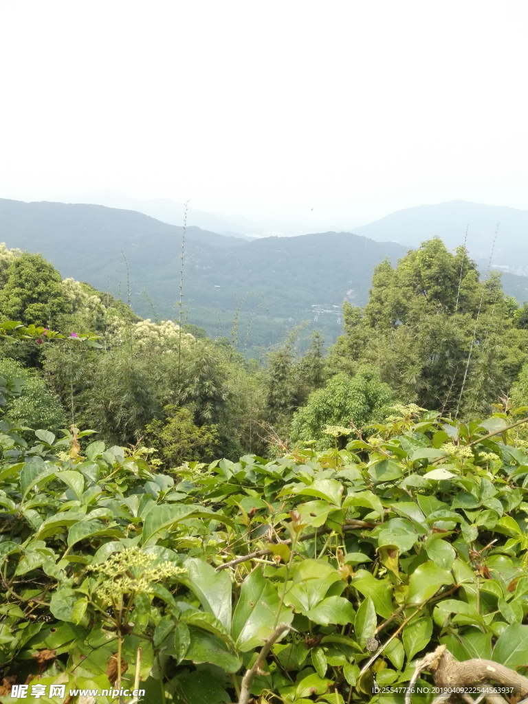 山
