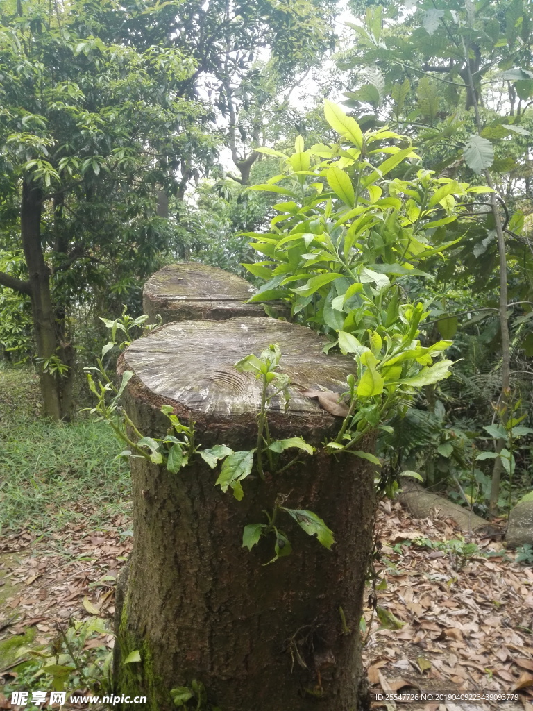 老树桩的春天