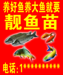 鱼苗