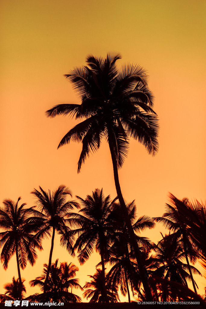 热带树的剪影