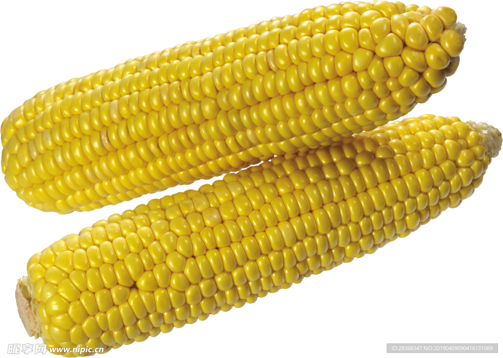 玉米 蔬菜 粮食 食材 玉米棒