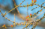 花蕾 花苞