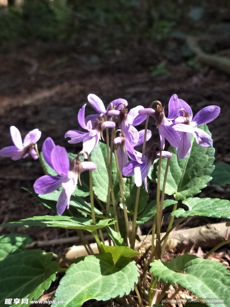 花