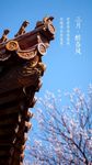 三月 花 宫殿 皇宫 红墙
