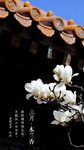 三月 花 宫殿 皇宫 红墙