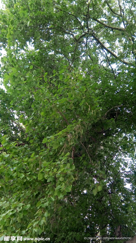 杨树