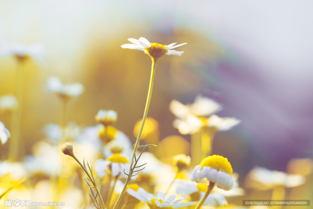 小菊花