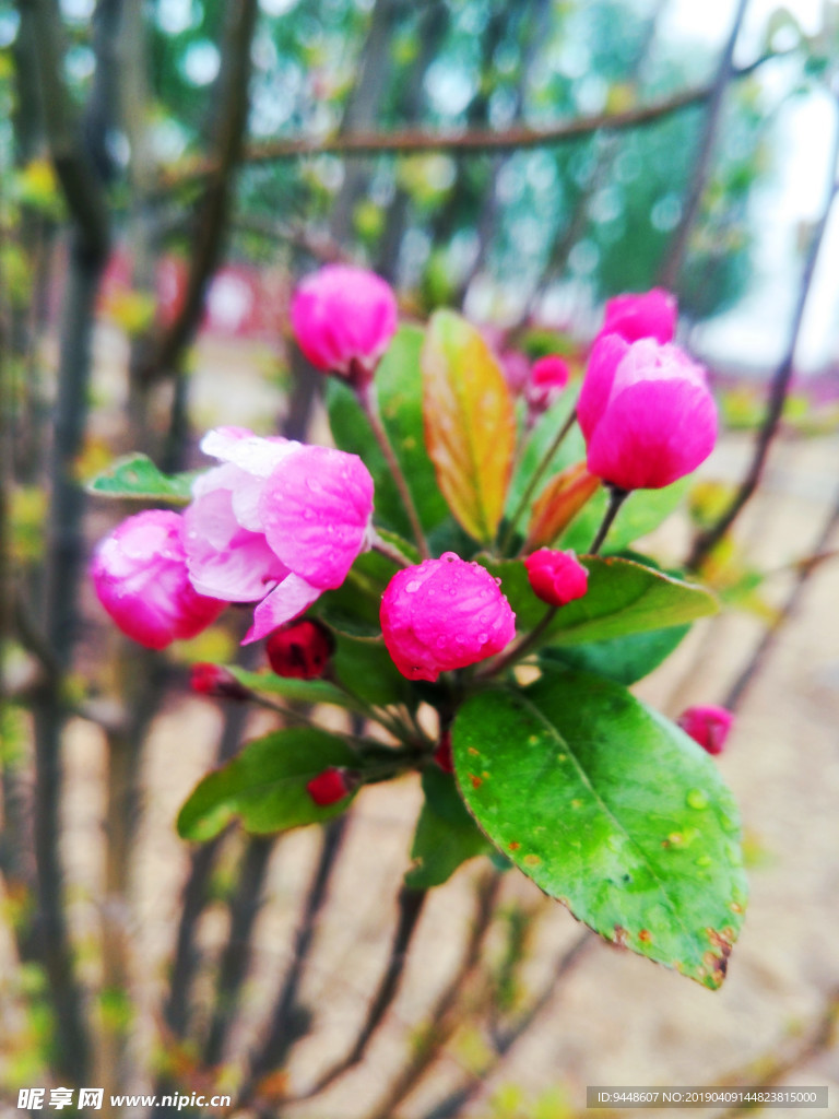 海棠花
