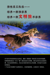 狼性团队文化
