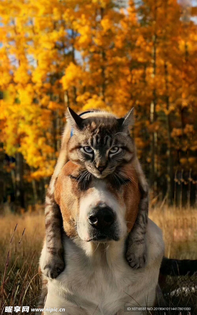 猫狗