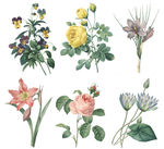 精美老式手绘鲜花花卉PNG素材