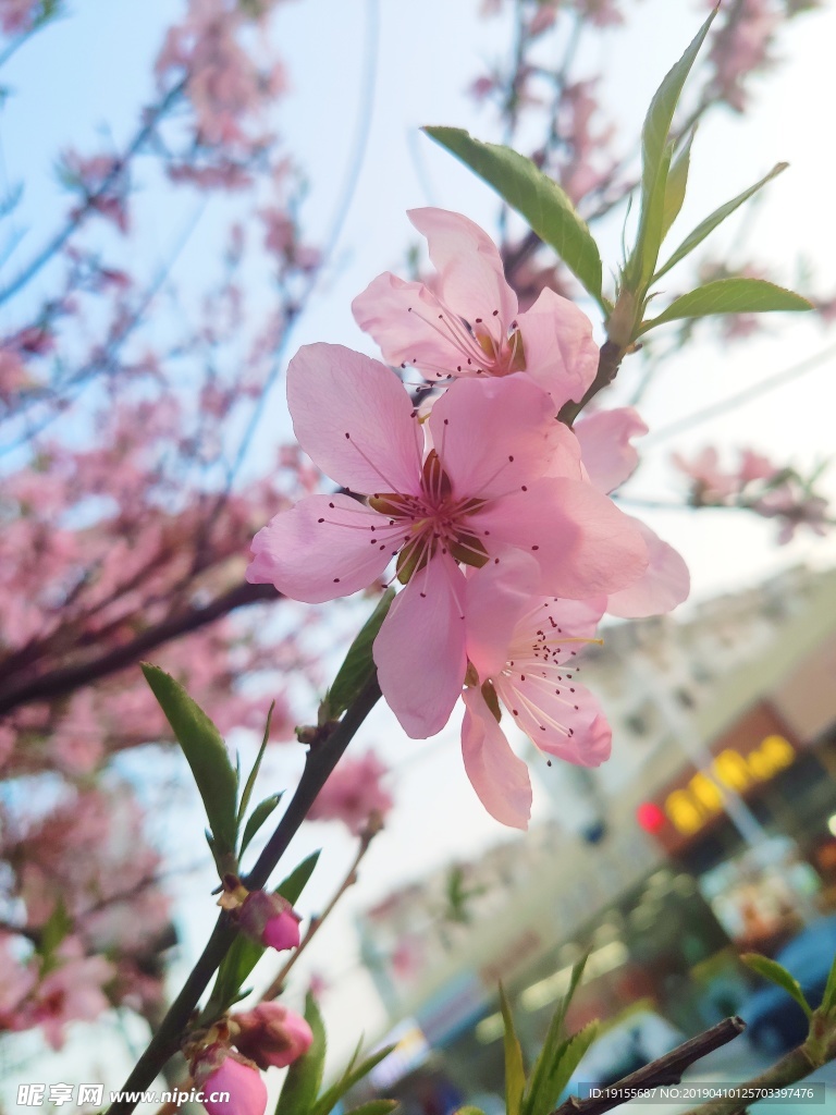 一枝桃花