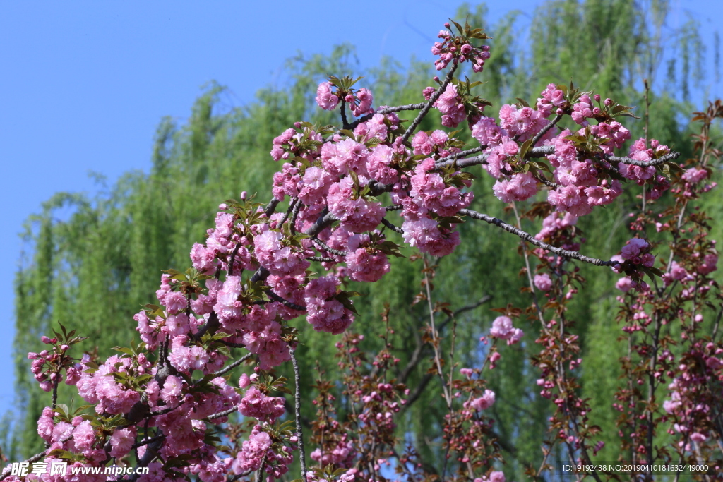 关山樱