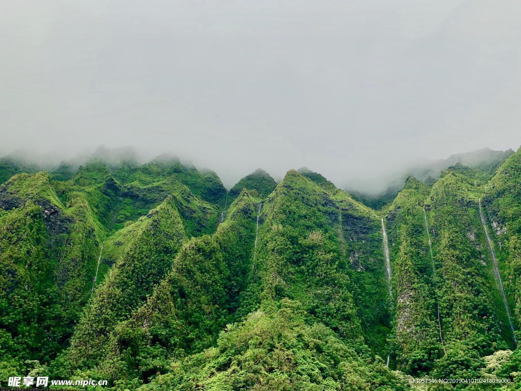 森林 绿色 树林
