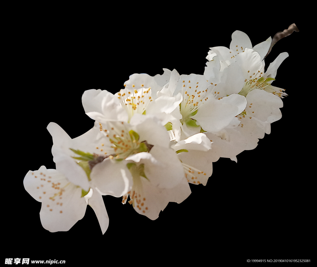 桃花抠图
