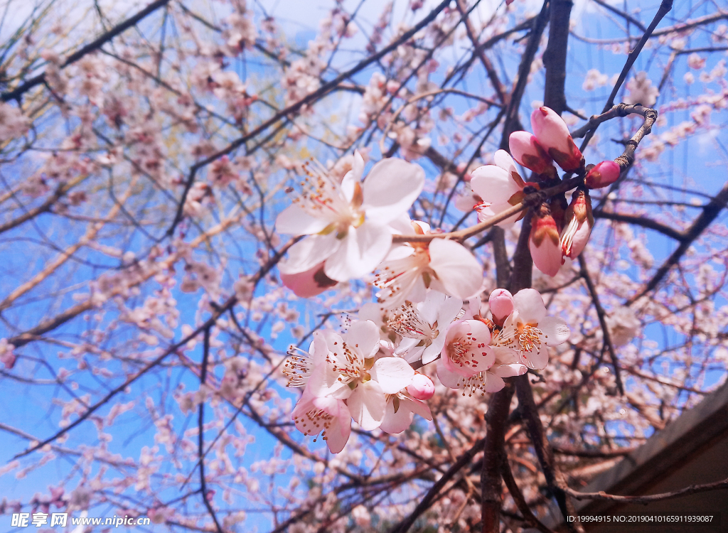 桃花摄影图片