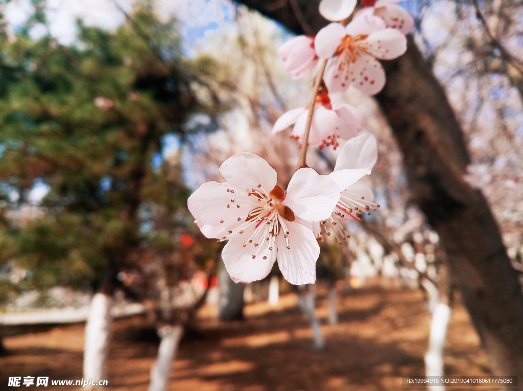 桃花摄影