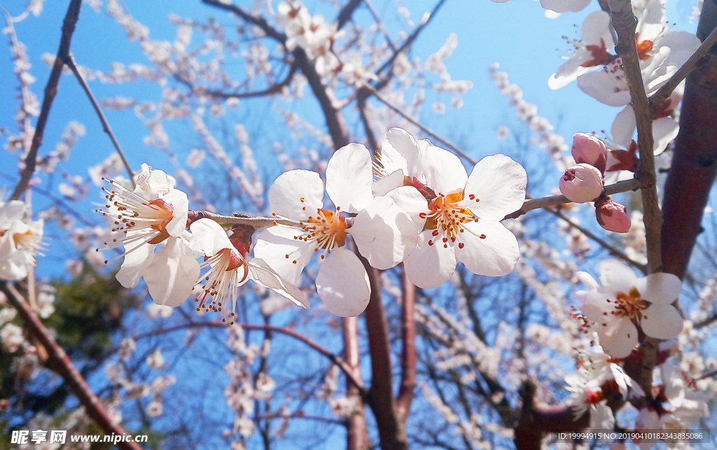 桃花摄影