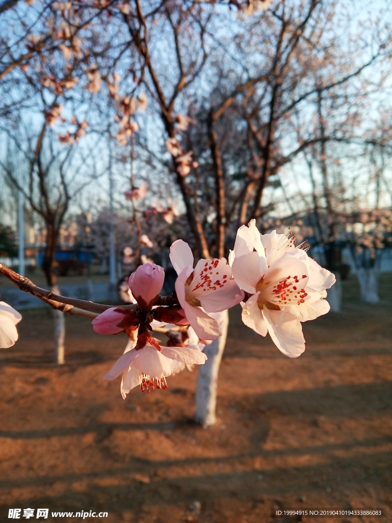 桃花摄影