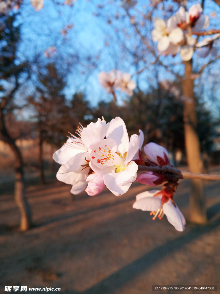 桃花摄影