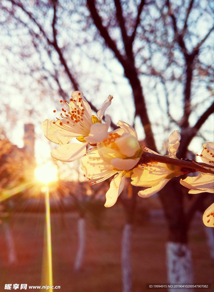 桃花摄影