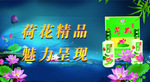 美丽荷花