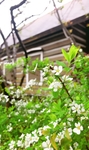 春天里白色小花