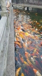 锦鲤鱼  水 湖