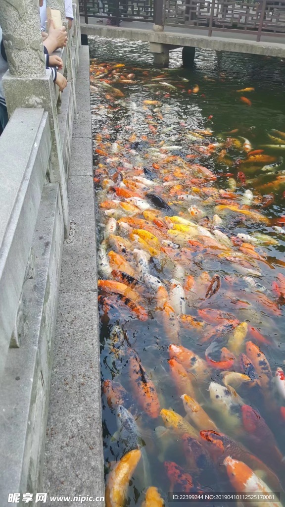 锦鲤鱼  水 湖