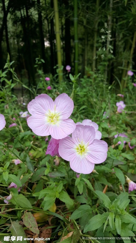 唯美小花 花朵