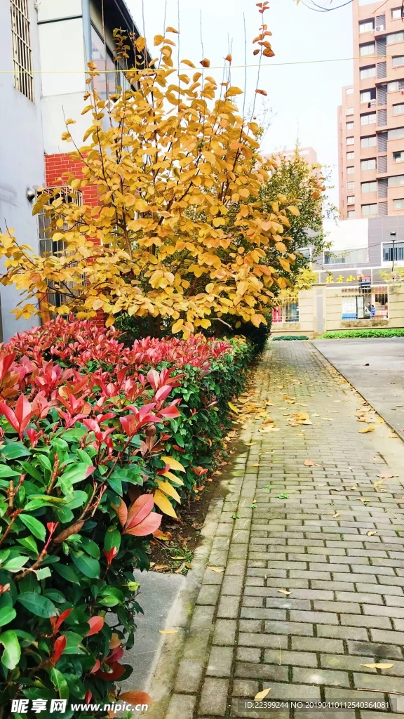 秋 黄叶 红叶