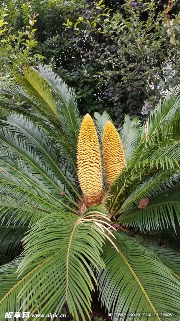 铁树 铁树开花