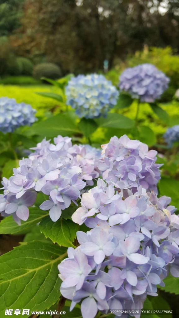 绣球花 无尽夏