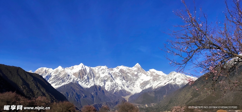 雪山桃花