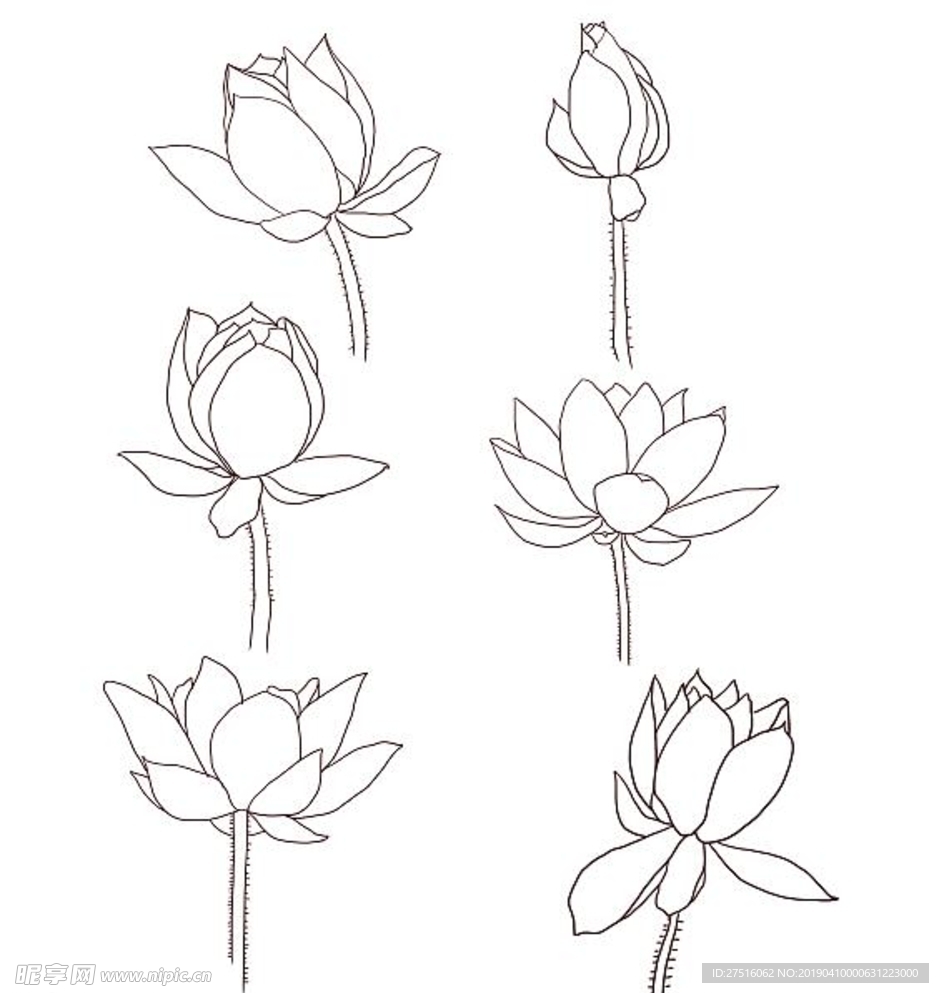 线条荷花
