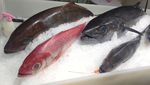 海鲜 食材 海鱼 鱼类 海虾