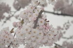 东京樱花