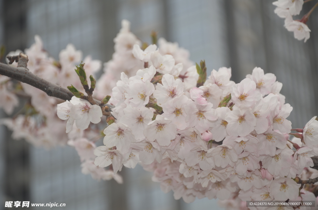 东京樱花