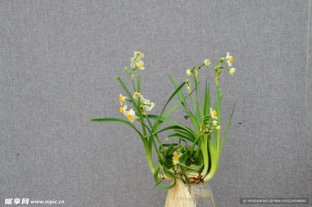 水仙花