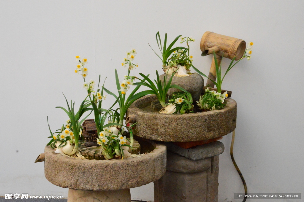水仙花