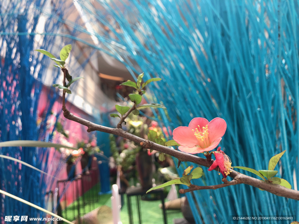梅花