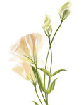 手绘花