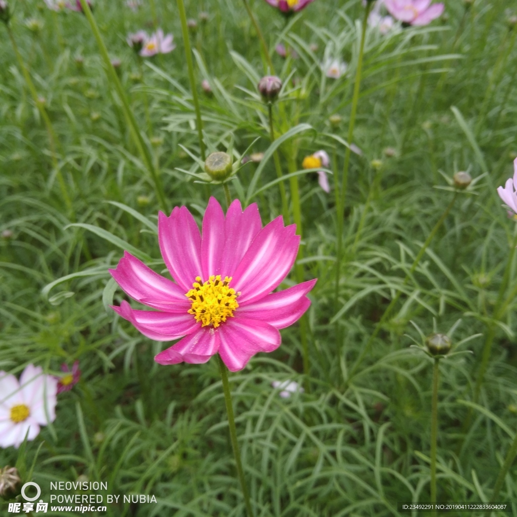 红格桑花