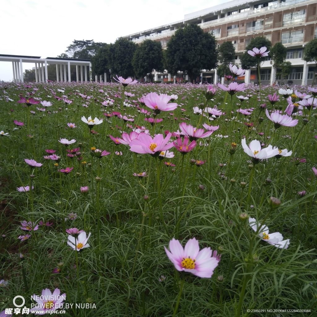 粉格桑花