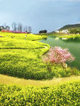 油菜花