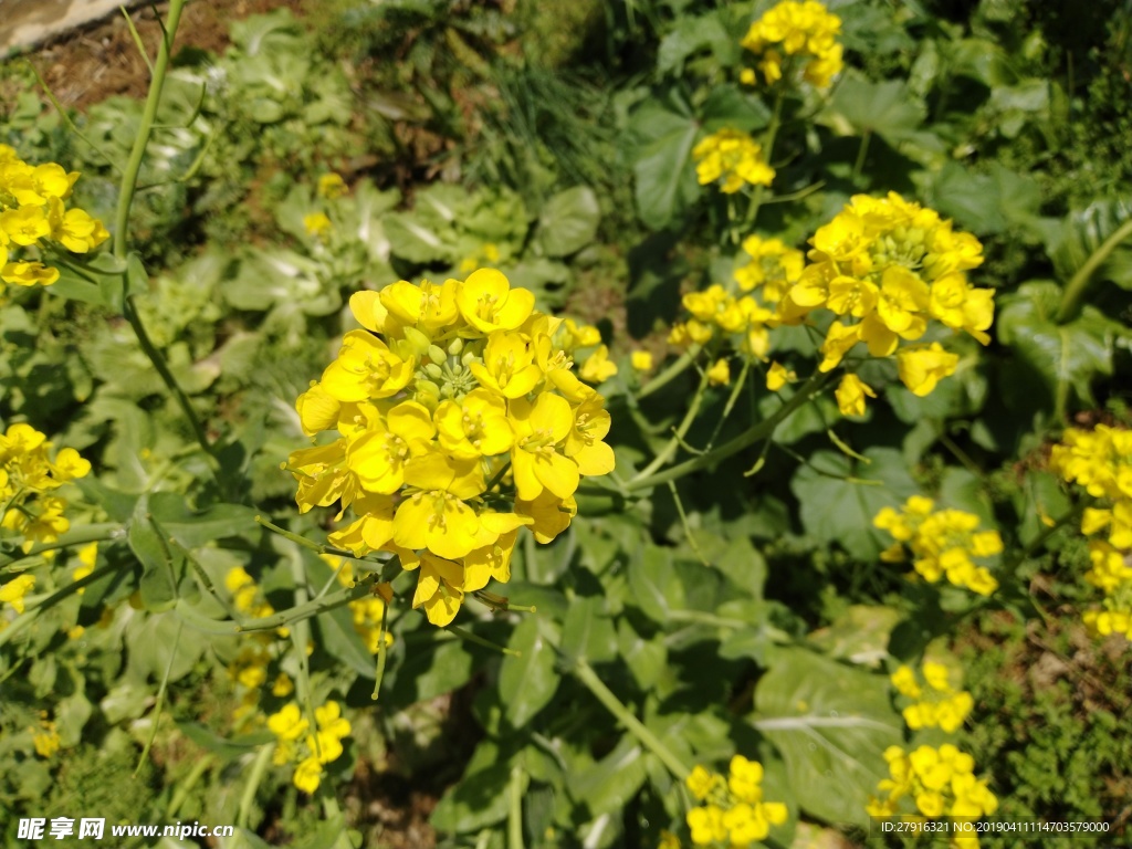 油菜花