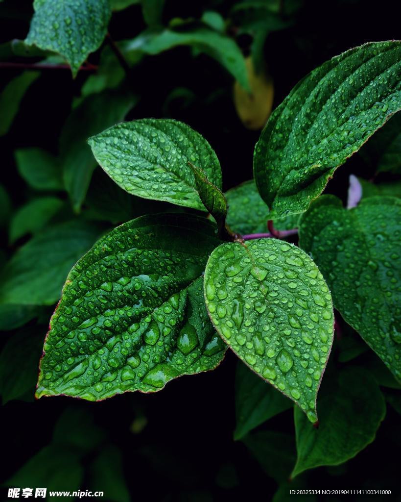植物叶子