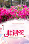 杜鹃花