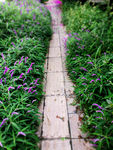 花路