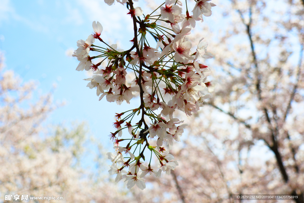 樱花